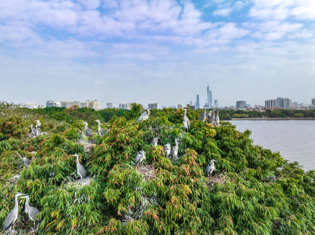 Vogel aus dem Feuchtgebiet Guangzhou Haizhu