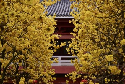 Best time to visit Guangzhou for flower viewing