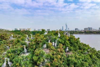 Guangzhou Haizhu Wetland bird